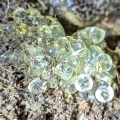 Limax maximus at Kambah, ACT - 10 Aug 2024