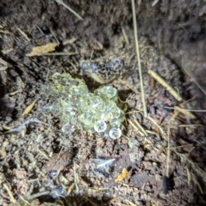 Limax maximus at Kambah, ACT - 10 Aug 2024