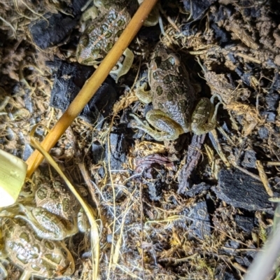 Limnodynastes tasmaniensis (Spotted Grass Frog) at Kambah, ACT - 10 Aug 2024 by HelenCross