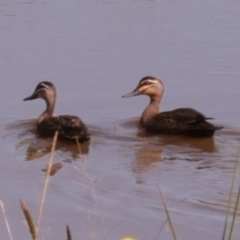 Anas superciliosa (Pacific Black Duck) at Freshwater Creek, VIC - 17 Oct 2022 by WendyEM