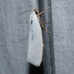 Xylorycta (genus) (A concealer moth) at Freshwater Creek, VIC - 20 Oct 2022 by WendyEM