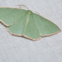 Chlorocoma dichloraria (Guenee's or Double-fringed Emerald) at Freshwater Creek, VIC - 20 Oct 2022 by WendyEM