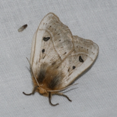 Anthela ocellata (Eyespot Anthelid moth) at Freshwater Creek, VIC - 20 Oct 2022 by WendyEM