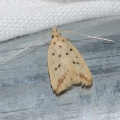 Atheropla psammodes (A Concealer moth (Eulechria group)) at Freshwater Creek, VIC - 21 Oct 2022 by WendyEM