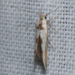 Stathmopoda lethonoa (Stathmopoda lethonoa) at Freshwater Creek, VIC - 21 Oct 2022 by WendyEM