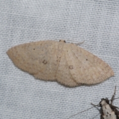 Poecilasthena anthodes (Orange-grounded Delicate) at Freshwater Creek, VIC - 21 Oct 2022 by WendyEM