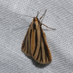 Phaeophlebosia furcifera (Forked Footman) at Freshwater Creek, VIC - 21 Oct 2022 by WendyEM