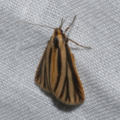 Phaeophlebosia furcifera (Forked Footman) at Freshwater Creek, VIC - 21 Oct 2022 by WendyEM