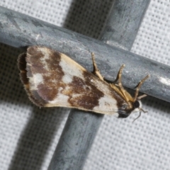 Philenora aspectalella (Little Mask Philenora) at Freshwater Creek, VIC - 20 Oct 2022 by WendyEM