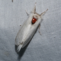 Trichiocercus sparshalli (Sparshall's Moth) at Freshwater Creek, VIC - 21 Oct 2022 by WendyEM