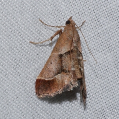 Gauna aegusalis (Pyraline moth) at Freshwater Creek, VIC - 20 Oct 2022 by WendyEM