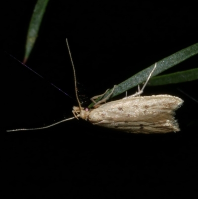 Atheropla psammodes (A Concealer moth (Eulechria group)) at Freshwater Creek, VIC - 31 Oct 2022 by WendyEM