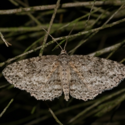 Ectropis fractaria (Ringed Bark Moth) at Freshwater Creek, VIC - 31 Oct 2022 by WendyEM