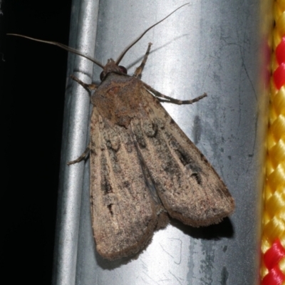 Agrotis infusa (Bogong Moth, Common Cutworm) at Freshwater Creek, VIC - 20 Oct 2022 by WendyEM