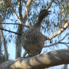 Chenonetta jubata (Australian Wood Duck) at Queanbeyan West, NSW - 10 Aug 2024 by Paul4K