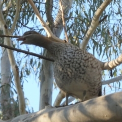 Chenonetta jubata at Queanbeyan West, NSW - 11 Aug 2024 08:06 AM