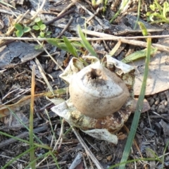 Geastrum sp. (genus) (An earthstar) at Queanbeyan West, NSW - 11 Aug 2024 by Paul4K