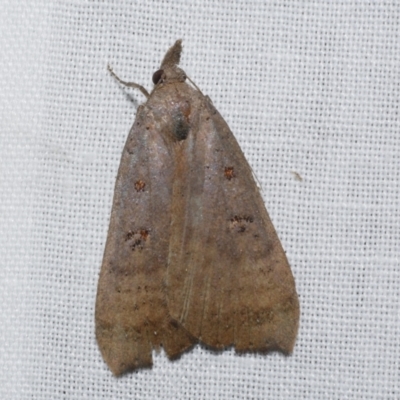 Rhapsa suscitatalis (Wedged Rhapsa) at Freshwater Creek, VIC - 21 Oct 2022 by WendyEM