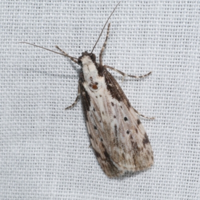 Digama marmorea (An Erebid moth) at Freshwater Creek, VIC - 21 Oct 2022 by WendyEM