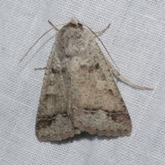 Pantydia sparsa (Noctuid Moth) at Freshwater Creek, VIC - 21 Oct 2022 by WendyEM