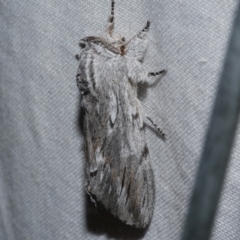 Destolmia lineata (Streaked Notodontid Moth) at Freshwater Creek, VIC - 20 Oct 2022 by WendyEM