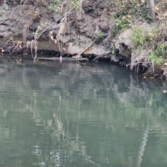 Hydromys chrysogaster (Rakali or Water Rat) at Rewan, QLD - 10 Aug 2024 by AliClaw