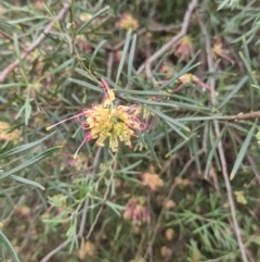 Unverified Other Shrub at Rewan, QLD - 10 Aug 2024 by AliClaw