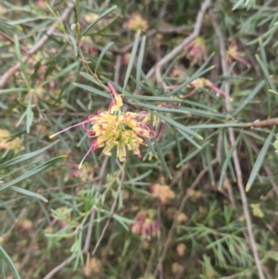 Unverified Other Shrub at Rewan, QLD - 10 Aug 2024 by AliClaw