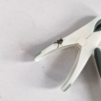 Fulgoroidea (superfamily) (Unidentified fulgoroid planthopper) at Rewan, QLD - 9 Aug 2024 by AliClaw