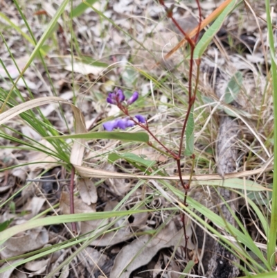 Hardenbegia violacea at Rewan, QLD - 9 Aug 2024 by AliClaw