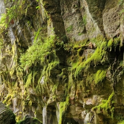 Unverified Fern or Clubmoss at Rewan, QLD - 9 Aug 2024 by AliClaw