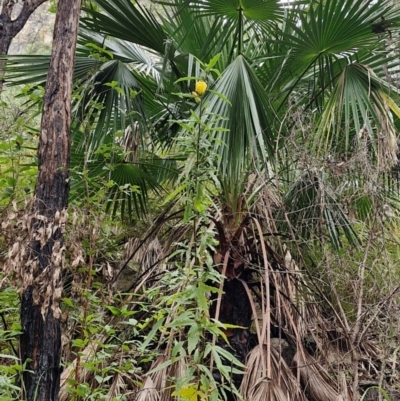 Livistona sp. (Fan Palms) at Rewan, QLD - 9 Aug 2024 by AliClaw
