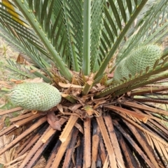 Macrozamia moorei (Moore's Zamia Palm) at Rewan, QLD - 9 Aug 2024 by AliClaw