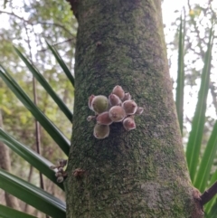 Ficus coronata (Creek Sandpaper Fig) at Carnarvon Park, QLD - 9 Aug 2024 by AliClaw