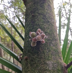 Ficus coronata at Carnarvon Park, QLD - 9 Aug 2024 09:33 AM