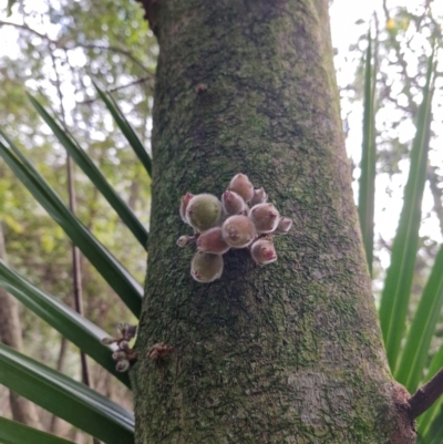 Ficus coronata (Creek Sandpaper Fig) at Carnarvon Park, QLD - 9 Aug 2024 by AliClaw