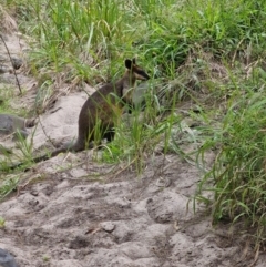 Wallabia bicolor (Swamp Wallaby) at Rewan, QLD - 8 Aug 2024 by AliClaw