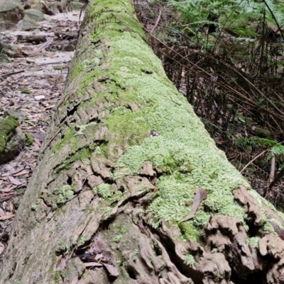 Unverified Moss, Liverwort or Hornwort at Rewan, QLD - 9 Aug 2024 by AliClaw