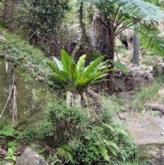 Asplenium australasicum at Rewan, QLD - 9 Aug 2024 by AliClaw