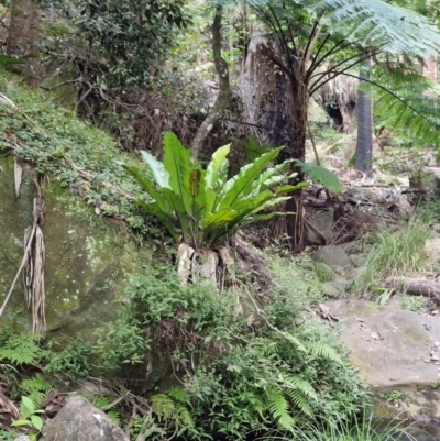 Asplenium australasicum at Rewan, QLD - 9 Aug 2024 by AliClaw