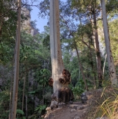 Corymbia (genus) at Carnarvon Park, QLD - 9 Aug 2024 by AliClaw