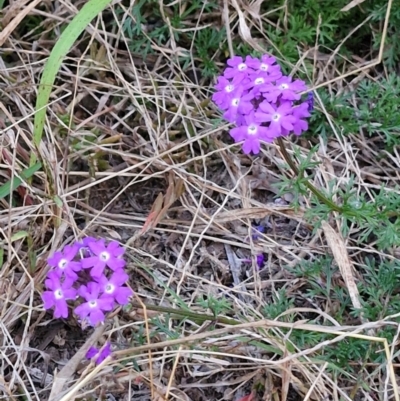 Glandularia aristigera (Mayne's Pest) at Rewan, QLD - 8 Aug 2024 by AliClaw