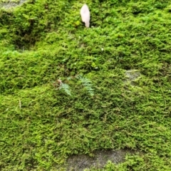 Adiantum (genus) at Rewan, QLD - 8 Aug 2024 by AliClaw