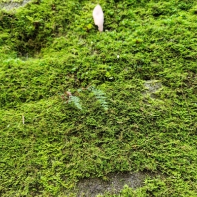 Adiantum (genus) at Rewan, QLD - 8 Aug 2024 by AliClaw