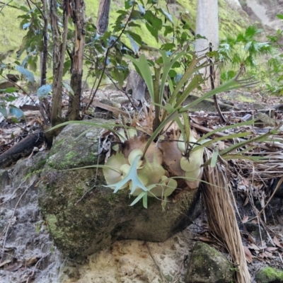 Platycerium veitchii (Silver Elkhorn) at Carnarvon Park, QLD - 8 Aug 2024 by AliClaw