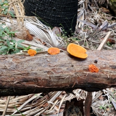 Unidentified Fungus at Carnarvon Park, QLD - 8 Aug 2024 by AliClaw