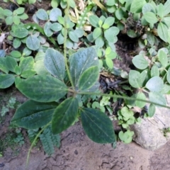 Unverified Other Shrub at Rewan, QLD - 8 Aug 2024 by AliClaw