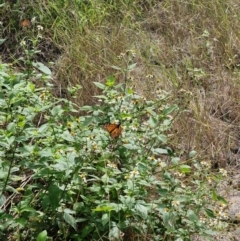 Danaus plexippus (Monarch) at Rewan, QLD - 8 Aug 2024 by AliClaw