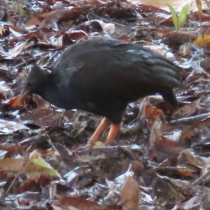 Megapodius reinwardt at Port Douglas, QLD - 11 Aug 2024 10:46 AM