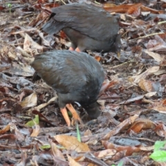 Megapodius reinwardt at Port Douglas, QLD - 11 Aug 2024 10:46 AM